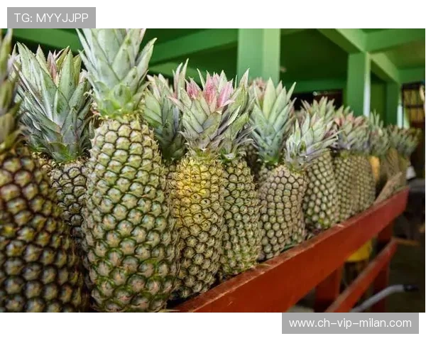 苏里南举办极限运动青年交流会，苏里南官网