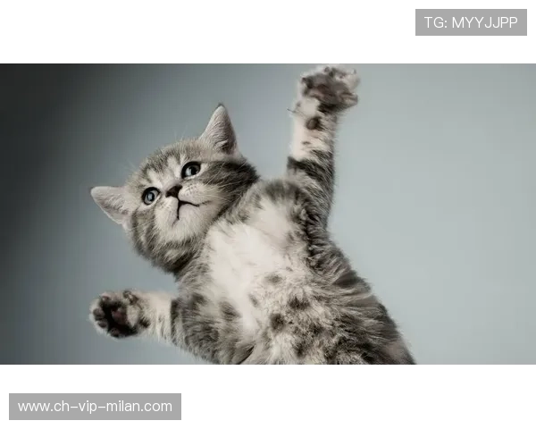 羽毛球赛场突现小猫乱入：一次意外的萌趣闹剧引发的深思